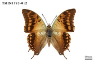 藏品(外國蝴蝶)的圖片